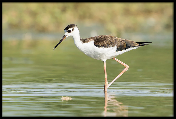 Black-necked Stilt Chick, 7/12/2020
