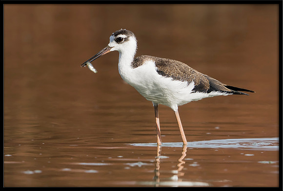 Black-necked Stilt Chick, 7/12/2020