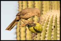 Curve-billed Thrasher