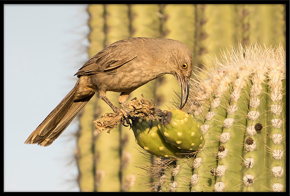 Curve-billed Thrasher