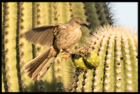 Curve-billed Thrasher