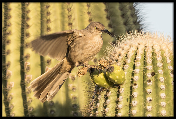 Curve-billed Thrasher