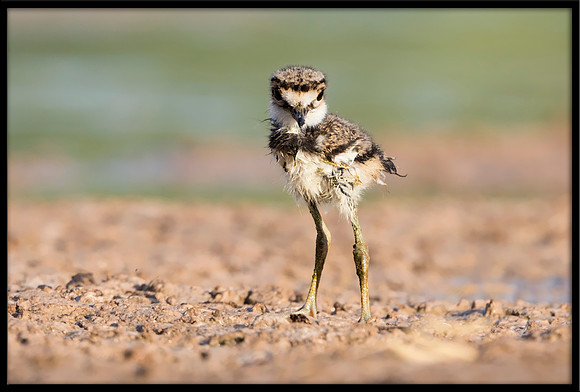 Killdeer Chick