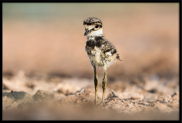 Killdeer Chick