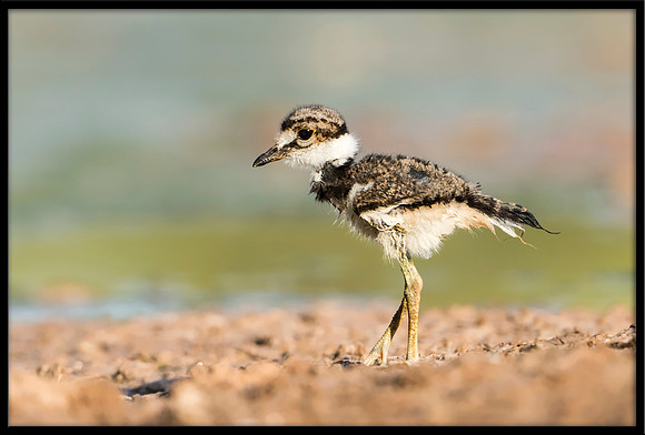 Killdeer Chick