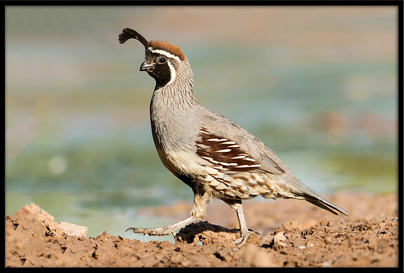 Gambel's Quail