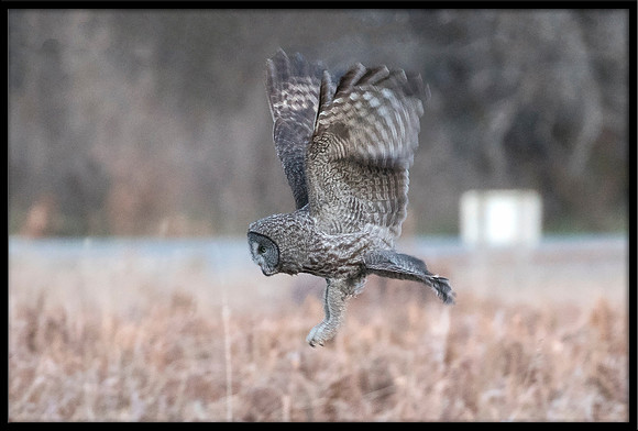 Great Grey Owl
