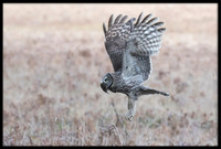 Great Grey Owl