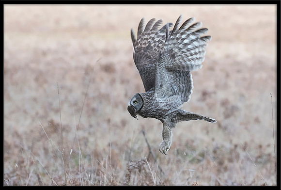 Great Grey Owl