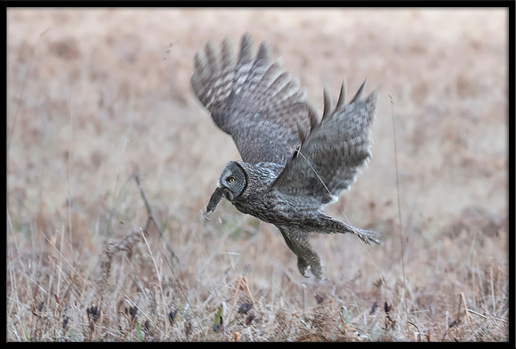 Great Grey Owl