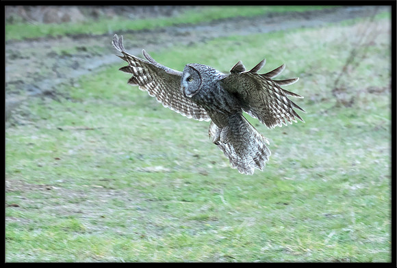 Great Grey Owl