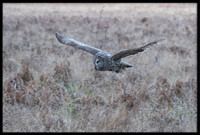 Great Grey Owl