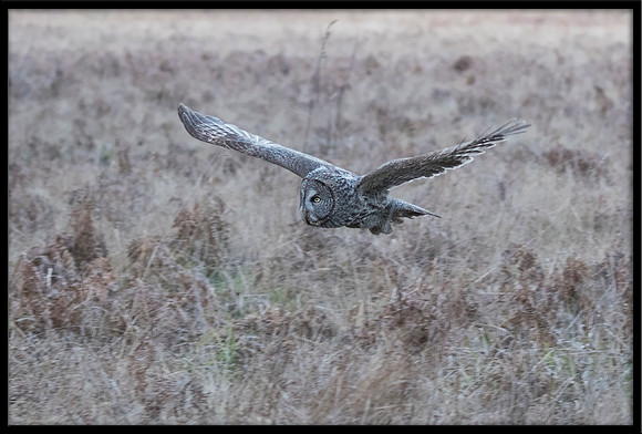 Great Grey Owl