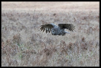 Great Grey Owl