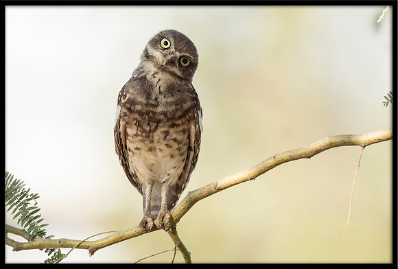 Burrowing Owlet