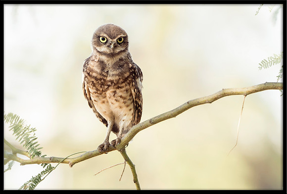 Burrowing Owlet