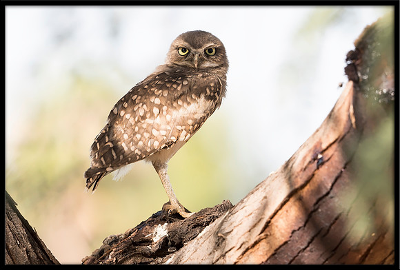 Burrowing Owlet