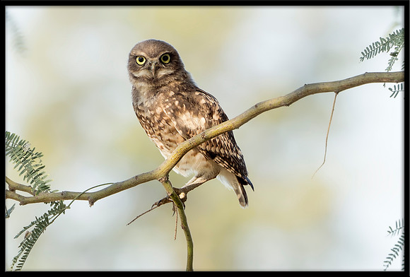 Burrowing Owlet