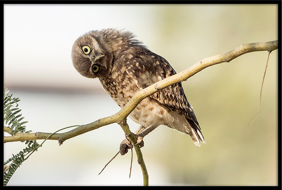 Burrowing Owlet
