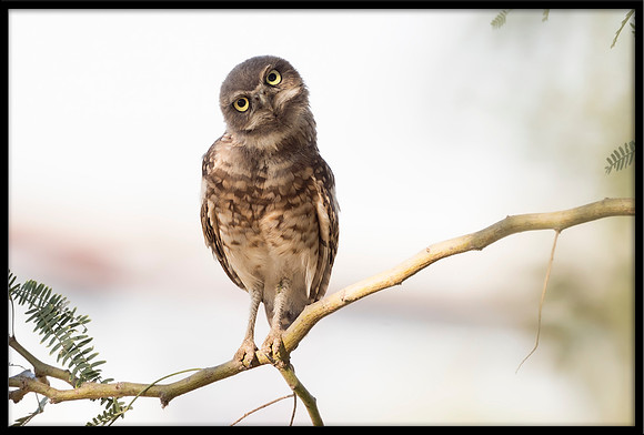 Burrowing Owlet