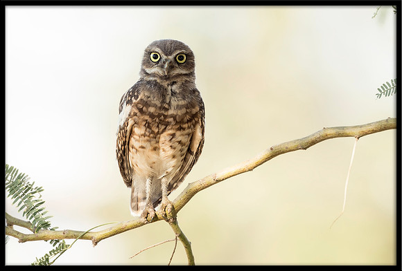 Burrowing Owlet