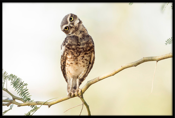 Burrowing Owlet