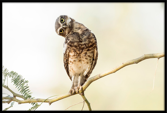 Burrowing Owlet