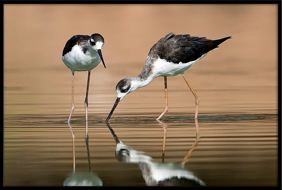 Black-necked Stilt Chick, 07/25/2020