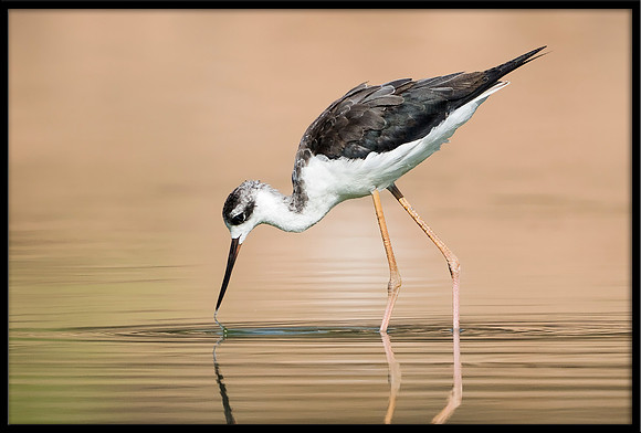 Black-necked Stilt Chick, 07/25/2020