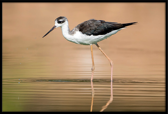 Black-necked Stilt Chick, 07/25/2020