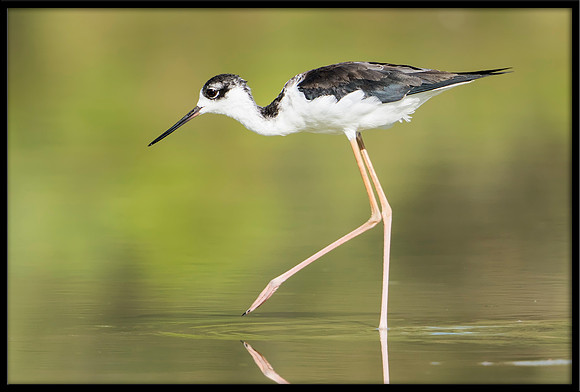 Black-necked Stilt Chick, 07/25/2020