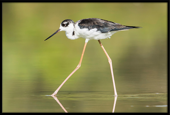 Black-necked Stilt Chick, 07/25/2020