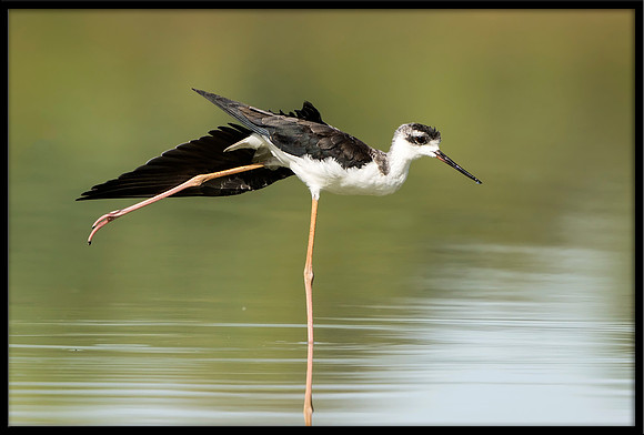 Black-necked Stilt Chick, 07/25/2020