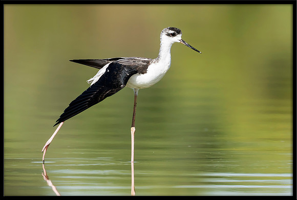 Black-necked Stilt Chick, 07/25/2020