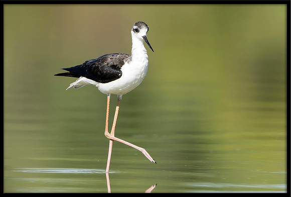 Black-necked Stilt Chick, 07/25/2020