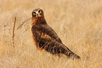 Northern Harrier