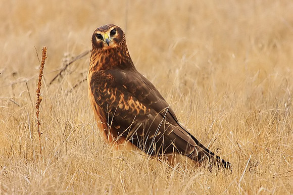 Northern Harrier