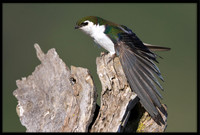Violet-green Swallow