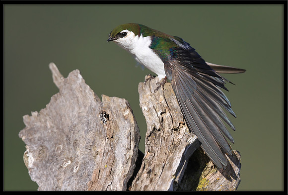 Violet-green Swallow