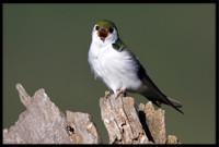 Violet-green Swallow