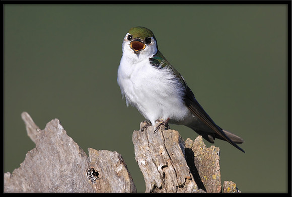 Violet-green Swallow