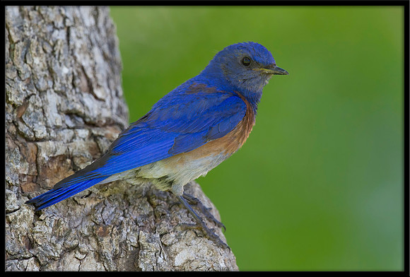 Western Bluebird