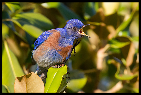 Western Bluebird