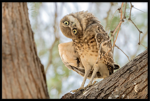Burrowing Owlet