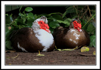 Muscovy Ducks
