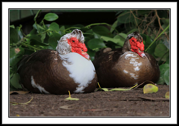 Muscovy Ducks