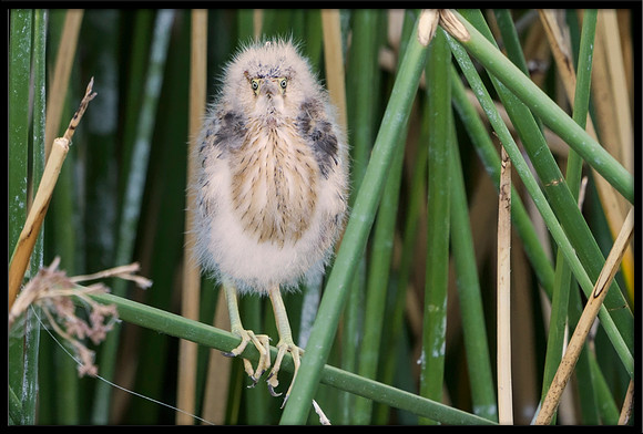 Least Bittern chick, 8/07/2020