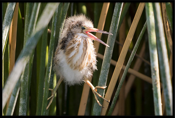 Least Bittern chick, 8/07/2020