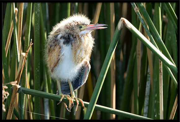 Least Bittern chick, 8/07/2020
