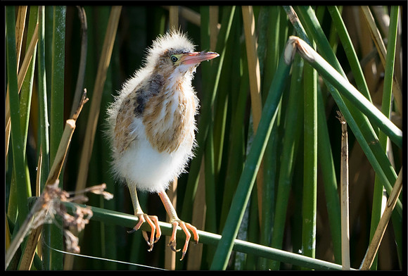 Least Bittern chick, 8/07/2020